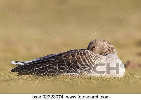 "Greylag goose (Anser anser) sleeping on a field, Kassel, Hesse, Germany, Europe" View Large Photo Image Picture - "Greylag goose (Anser anser) sleeping on a field, Kassel, Hesse, Germany, Europe". Fotosearch