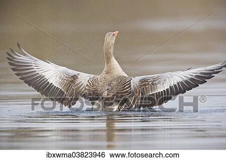 "Greylag Goose (Anser anser) spreading its wings, North Hesse, Hesse, Germany, Europe" View Large Photo Image Stock Photograph - "Greylag Goose (Anser anser) spreading its wings, North Hesse, Hesse, Germany, Europe". Fotosearch