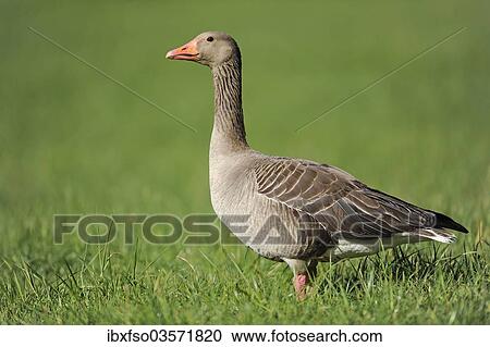 "Greylag Goose (Anser anser) standing in a meadow, Thuringia, Germany, Europe" View Large Photo Image Stock Image - "Greylag Goose (Anser anser) standing in a meadow, Thuringia, Germany, Europe". Fotosearch