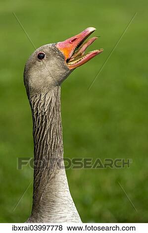 Stock Photo - "Greylag Goose (Anser anser), threatening hiss, Bavaria, Germany, Europe". Fotosearch