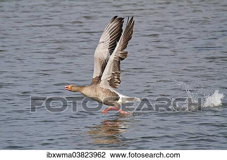 "Greylag Goose (Anser anser) taking off from water, North Hesse, Hesse, Germany, Europe" View Large Photo Image Stock Image - "Greylag Goose (Anser anser) taking off from water, North Hesse, Hesse, Germany, Europe". Fotosearch