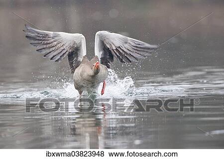 "Greylag Goose (Anser anser) taking off from water, North Hesse, Hesse, Germany, Europe" View Large Photo Image Stock Photo - "Greylag Goose (Anser anser) taking off from water, North Hesse, Hesse, Germany, Europe". Fotosearch