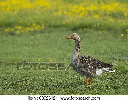 Stock Image - "Greylag Goose (Anser anser), Texel, West Frisian Islands, province of North Holland, Holland, The Netherlands, Europe". Fotosearch