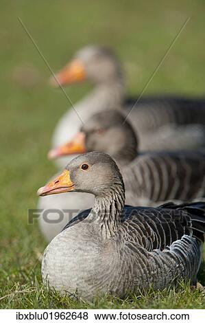 "Greylag or Graylag geese (Anser anser), Stuttgart, Baden-Wuerttemberg, Germany, Europe" View Large Photo Image Stock Photo - "Greylag or Graylag geese (Anser anser), Stuttgart, Baden-Wuerttemberg, Germany, Europe". Fotosearch