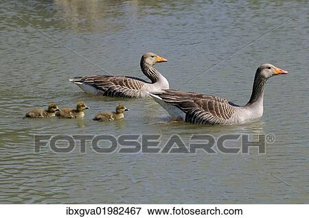 Stock Photo - "Greylag or Graylag geese (Anser anser), animal family, Camargue, France, Europe". Fotosearch