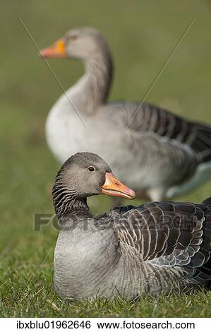 "Greylag or Graylag geese (Anser anser), Stuttgart, Baden-Wuerttemberg, Germany, Europe" View Large Photo Image Stock Photograph - "Greylag or Graylag geese (Anser anser), Stuttgart, Baden-Wuerttemberg, Germany, Europe". Fotosearch