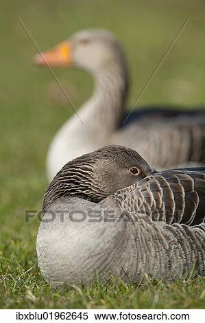 "Greylag or Graylag geese (Anser anser), Stuttgart, Baden-Wuerttemberg, Germany, Europe" View Large Photo Image Stock Photography - "Greylag or Graylag geese (Anser anser), Stuttgart, Baden-Wuerttemberg, Germany, Europe". Fotosearch