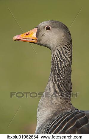 "Greylag or Graylag goose (Anser anser), Stuttgart, Baden-Wuerttemberg, Germany, Europe" View Large Photo Image Picture - "Greylag or Graylag goose (Anser anser), Stuttgart, Baden-Wuerttemberg, Germany, Europe". Fotosearch