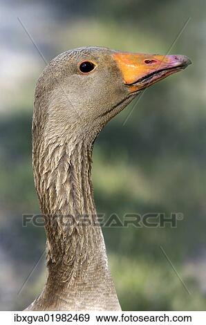 Stock Photo - "Greylag or Graylag goose (Anser anser), portrait, Camargue, France, Europe". Fotosearch
