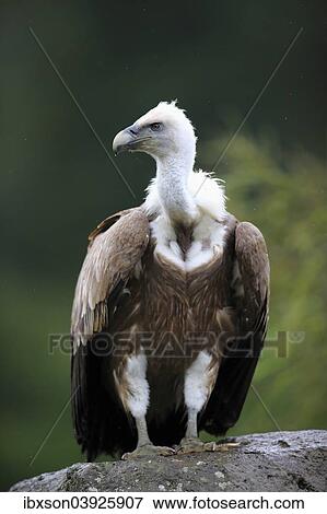 "Griffon Vulture (Gyps fulvus), adult, on a rock, captive, Europe" View Large Photo Image Stock Photo - "Griffon Vulture (Gyps fulvus), adult, on a rock, captive, Europe". Fotosearch