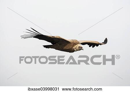 "Griffon Vulture (Gyps fulvus) in flight, Monfrague National Park, Extremadura, Spain, Europe" View Large Photo Image Stock Image - "Griffon Vulture (Gyps fulvus) in flight, Monfrague National Park, Extremadura, Spain, Europe". Fotosearch