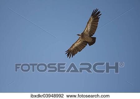 "Griffon Vulture (Gyps fulvus) in flight, Oglanly, Balkan, Turkmenistan, Asia" View Large Photo Image Stock Image - "Griffon Vulture (Gyps fulvus) in flight, Oglanly, Balkan, Turkmenistan, Asia". Fotosearch