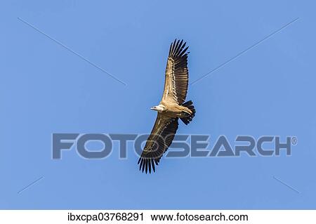 "Griffon Vulture (Gyps fulvus), Monfrague National Park, UNESCO biosphere reserve, Extremadura, Spain, Europe" View Large Photo Image Stock Image - "Griffon Vulture (Gyps fulvus), Monfrague National Park, UNESCO biosphere reserve, Extremadura, Spain, Europe". Fotosearch