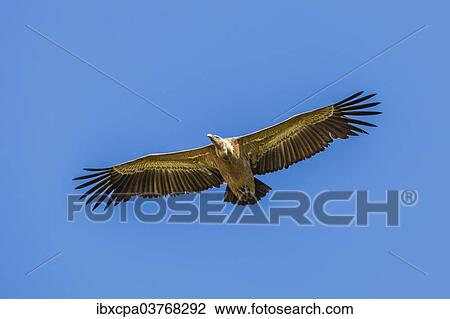 "Griffon Vulture (Gyps fulvus), Monfrague National Park, UNESCO biosphere reserve, Extremadura, Spain, Europe" View Large Photo Image Stock Image - "Griffon Vulture (Gyps fulvus), Monfrague National Park, UNESCO biosphere reserve, Extremadura, Spain, Europe". Fotosearch