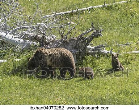 "Grizzly (Ursus arctos horribilis), female with two cubs, Yellowstone National Park, Wyoming, United States, North America" View Large Photo Image Stock Image - "Grizzly (Ursus arctos horribilis), female with two cubs, Yellowstone National Park, Wyoming, United States, North America". Fotosearch