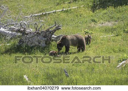 "Grizzly (Ursus arctos horribilis), female with two cubs, Yellowstone National Park, Wyoming, United States, North America" View Large Photo Image Stock Photo - "Grizzly (Ursus arctos horribilis), female with two cubs, Yellowstone National Park, Wyoming, United States, North America". Fotosearch