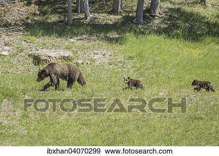 "Grizzly (Ursus arctos horribilis), female with two cubs, Yellowstone National Park, Wyoming, United States, North America" View Large Photo Image Stock Photo - "Grizzly (Ursus arctos horribilis), female with two cubs, Yellowstone National Park, Wyoming, United States, North America". Fotosearch