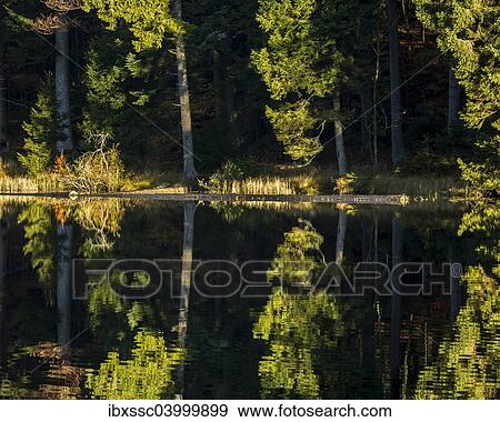 Stock Photo - "Grosser Arbersee lake, Bavarian Forest National Park, Bavaria, Germany, Europe". Fotosearch