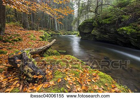 Stock Photography - "Grosser Regen river, autumn, Bavarian Forest National Park, Bavaria, Germany, Europe". Fotosearch