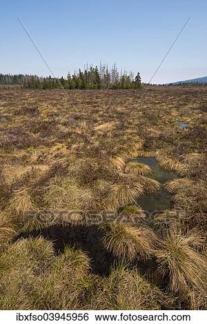 Stock Photograph - "Grosses Torfhausmoor, raised bog with hour-glass shaped curvature, Harz, Lower Saxony, Germany, Europe". Fotosearch