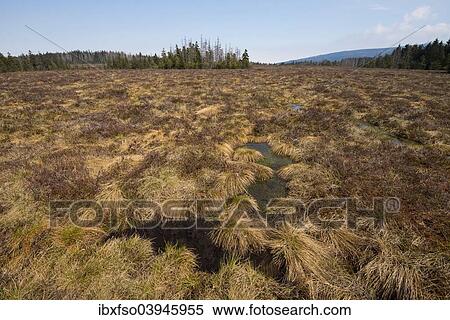 "Grosses Torfhausmoor, raised bog with hour-glass shaped curvature, Harz, Lower Saxony, Germany, Europe" View Large Photo Image Stock Photography - "Grosses Torfhausmoor, raised bog with hour-glass shaped curvature, Harz, Lower Saxony, Germany, Europe". Fotosearch