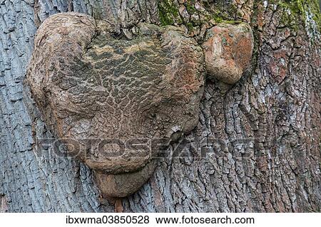 "Grotesque deformity of a tree trunk, North Hesse, Germany, Europe" View Large Photo Image Stock Photo - "Grotesque deformity of a tree trunk, North Hesse, Germany, Europe". Fotosearch