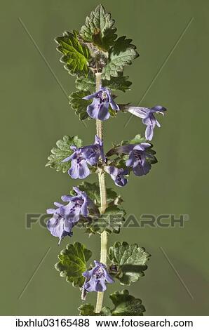 "Ground-ivy, Gill-over-the-ground or Creeping Charlie (Glechoma hederacea), stem with flowers, Untergroningen, Abtsgmuend, Baden-Wurttemberg, Germany, Europe" View Large Photo Image Stock Photo - "Ground-ivy, Gill-over-the-ground or Creeping Charlie (Glechoma hederacea), stem with flowers, Untergroningen, Abtsgmuend, Baden-Wurttemberg, Germany, Europe". Fotosearch