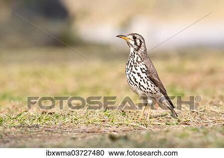 Stock Image - "Groundscraper Thrush (Psophocichla litsipsirupa), Etosha National Park, Namibia, Africa". Fotosearch