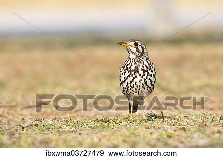 "Groundscraper Thrush (Psophocichla litsipsirupa), Etosha National Park, Namibia, Africa" View Large Photo Image Stock Photo - "Groundscraper Thrush (Psophocichla litsipsirupa), Etosha National Park, Namibia, Africa". Fotosearch