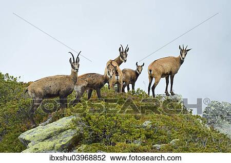 "Group chamois (Rupicapra rupicapra) with pups, Bernese Oberland, Switzerland, Europe" View Large Photo Image Stock Image - "Group chamois (Rupicapra rupicapra) with pups, Bernese Oberland, Switzerland, Europe". Fotosearch