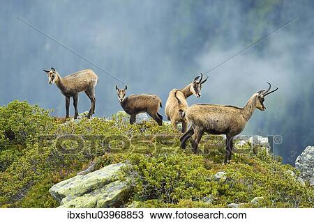 Stock Image - "Group chamois (Rupicapra rupicapra) with pups, Bernese Oberland, Switzerland, Europe". Fotosearch