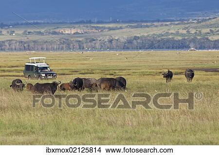 "Group of African Buffalo (Syncerus caffer) in front of an off-road vehicle, Lake Nakuru National Park, Kenya, East Africa, Africa, PublicGround, Africa" View Large Photo Image Picture - "Group of African Buffalo (Syncerus caffer) in front of an off-road vehicle, Lake Nakuru National Park, Kenya, East Africa, Africa, PublicGround, Africa". Fotosearch