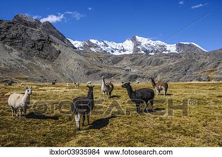 "Group of Alpacas (Vicugna pacos), Bolivian plateau, Altiplano, Bolivia, South America" View Large Photo Image Picture - "Group of Alpacas (Vicugna pacos), Bolivian plateau, Altiplano, Bolivia, South America". Fotosearch