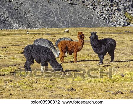 "Group of Alpacas (Vicugna pacos), Bolivian plateau, Altiplano, Bolivia, South America" View Large Photo Image Stock Image - "Group of Alpacas (Vicugna pacos), Bolivian plateau, Altiplano, Bolivia, South America". Fotosearch