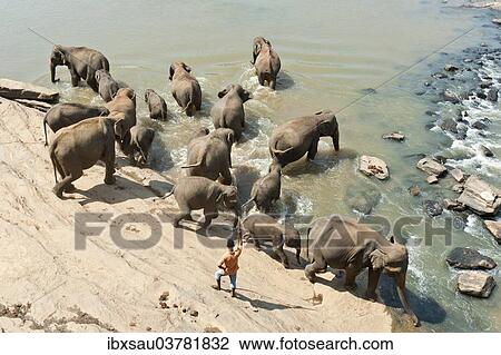 "Group of Asian Elephants (Elephas maximus) by the river, Pinnawala, Sabaragamuwa province, Sri Lanka, Asia" View Large Photo Image Stock Image - "Group of Asian Elephants (Elephas maximus) by the river, Pinnawala, Sabaragamuwa province, Sri Lanka, Asia". Fotosearch