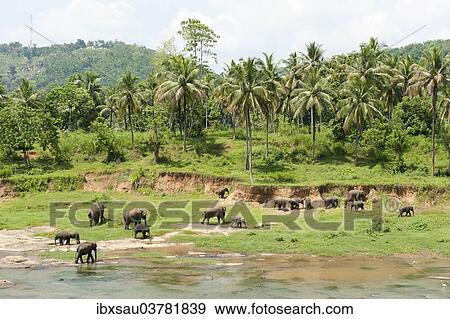 "Group of Asian Elephants (Elephas maximus) by the river, Pinnawala, Sabaragamuwa province, Sri Lanka, Asia" View Large Photo Image Stock Photo - "Group of Asian Elephants (Elephas maximus) by the river, Pinnawala, Sabaragamuwa province, Sri Lanka, Asia". Fotosearch