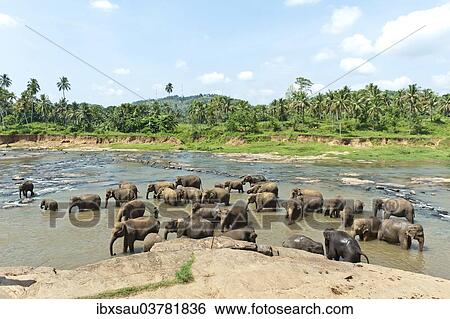 "Group of Asian Elephants (Elephas maximus) by the river, Pinnawala, Sabaragamuwa province, Sri Lanka, Asia" View Large Photo Image Stock Photograph - "Group of Asian Elephants (Elephas maximus) by the river, Pinnawala, Sabaragamuwa province, Sri Lanka, Asia". Fotosearch