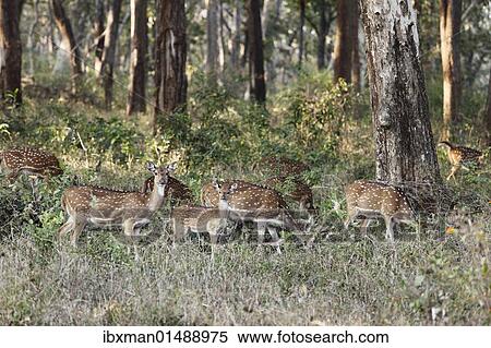 "Group of axis deer, chitals (Axis axis), Mudumalai National Park, Tamil Nadu, Tamilnadu, South India, India, South Asia, Asia" View Large Photo Image Stock Photography - "Group of axis deer, chitals (Axis axis), Mudumalai National Park, Tamil Nadu, Tamilnadu, South India, India, South Asia, Asia". Fotosearch