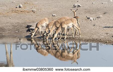 "Group of Black Nose Impalas (Aepyceros melampus petersi) drinking at water, Chudop waterhole, Etosha National Park, Namibia, Africa" View Large Photo Image Stock Image - "Group of Black Nose Impalas (Aepyceros melampus petersi) drinking at water, Chudop waterhole, Etosha National Park, Namibia, Africa". Fotosearch