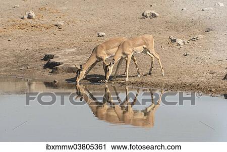 "Group of Black Nose Impalas (Aepyceros melampus petersi) drinking at water, Chudop waterhole, Etosha National Park, Namibia, Africa" View Large Photo Image Stock Image - "Group of Black Nose Impalas (Aepyceros melampus petersi) drinking at water, Chudop waterhole, Etosha National Park, Namibia, Africa". Fotosearch