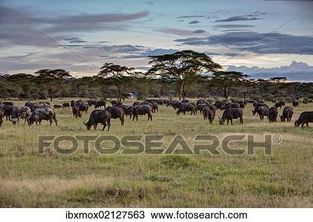 "Group of buffalo (Syncerus caffer), Lake Nakuru National Park, Kenya, East Africa, Africa, PublicGround, Africa" View Large Photo Image Stock Image - "Group of buffalo (Syncerus caffer), Lake Nakuru National Park, Kenya, East Africa, Africa, PublicGround, Africa". Fotosearch