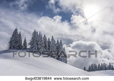 "Group of coniferous trees with snow and hoarfrost, Brixen im Thale, Brixen Valley, Tyrol, Austria, Europe" View Large Photo Image Picture - "Group of coniferous trees with snow and hoarfrost, Brixen im Thale, Brixen Valley, Tyrol, Austria, Europe". Fotosearch