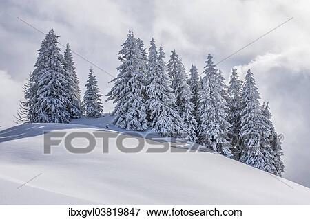 "Group of coniferous trees with snow and hoarfrost, Brixen im Thale, Brixen Valley, Tyrol, Austria, Europe" View Large Photo Image Stock Photo - "Group of coniferous trees with snow and hoarfrost, Brixen im Thale, Brixen Valley, Tyrol, Austria, Europe". Fotosearch