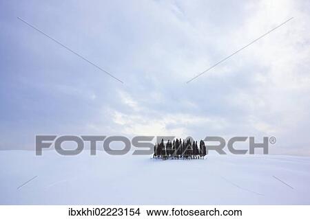 "Group of cypress trees (Cupressus) in the snow, San Quirico d'Orcia, Tuscany, Italy, Europe" View Large Photo Image Picture - "Group of cypress trees (Cupressus) in the snow, San Quirico d'Orcia, Tuscany, Italy, Europe". Fotosearch