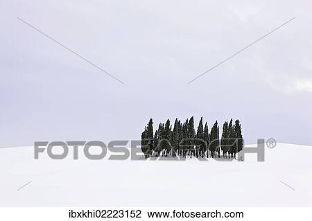 "Group of cypress trees (Cupressus) in the snow, San Quirico d'Orcia, Tuscany, Italy, Europe" View Large Photo Image Stock Image - "Group of cypress trees (Cupressus) in the snow, San Quirico d'Orcia, Tuscany, Italy, Europe". Fotosearch