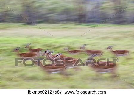 "Group of female Impala (Aepyceros melampus), Lake Nakuru National Park, Kenya, East Africa, Africa, PublicGround, Africa" View Large Photo Image Stock Photo - "Group of female Impala (Aepyceros melampus), Lake Nakuru National Park, Kenya, East Africa, Africa, PublicGround, Africa". Fotosearch