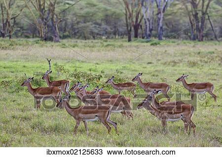 "Group of female Impalas (Aepyceros melampus), Lake Nakuru National Park, Kenya, East Africa, Africa, PublicGround, Africa" View Large Photo Image Stock Image - "Group of female Impalas (Aepyceros melampus), Lake Nakuru National Park, Kenya, East Africa, Africa, PublicGround, Africa". Fotosearch