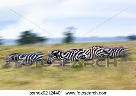 "Group of Grant's Zebras (Equus quagga boehmi), moving, Lake Nakuru National Park, Kenya, East Africa, PublicGround, Africa" View Large Photo Image Stock Image - "Group of Grant's Zebras (Equus quagga boehmi), moving, Lake Nakuru National Park, Kenya, East Africa, PublicGround, Africa". Fotosearch