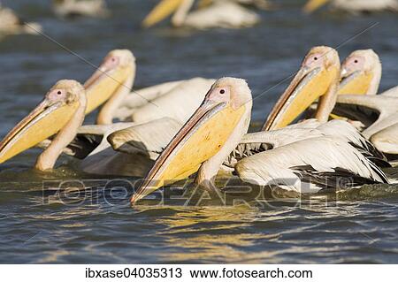 "Group of Great White Pelicans (Pelecanus onocrotalus) on the water, Djoudj National Park, Senegal, Africa" View Large Photo Image Stock Image - "Group of Great White Pelicans (Pelecanus onocrotalus) on the water, Djoudj National Park, Senegal, Africa". Fotosearch