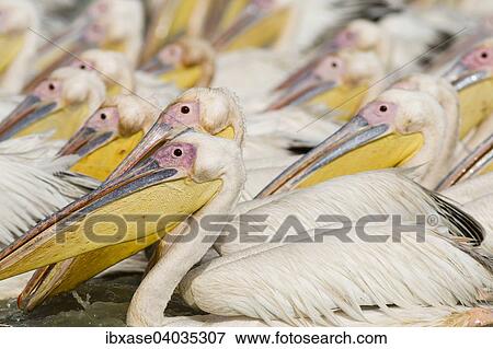 Stock Photo - "Group of Great White Pelicans (Pelecanus onocrotalus), Djoudj National Park, Senegal, Africa". Fotosearch